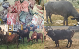 रुपन्देहीमा ६ लाख बढीको अवैध सामान बरामद