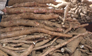 माघे संक्रान्ति नजिकिएसँगै तरुलको विक्री बढ्दै