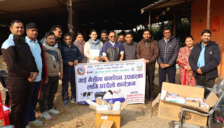 तिलोत्तमाका किसानको गोठमै पुगेर गाई भैंसीमा हुने बाँझोपनको उपचार