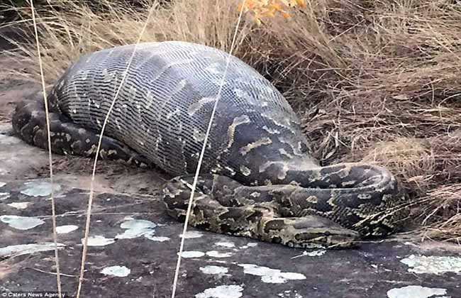 सिमसार क्षेत्र संरक्षण हुन थालेपछि कञ्चनपुरमा अजिङ्गरको सङ्ख्या बढ्दै