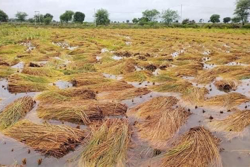 बेमौसमी वर्षाले सिरहामा १० हजार हेक्टर धानबालीमा क्षति