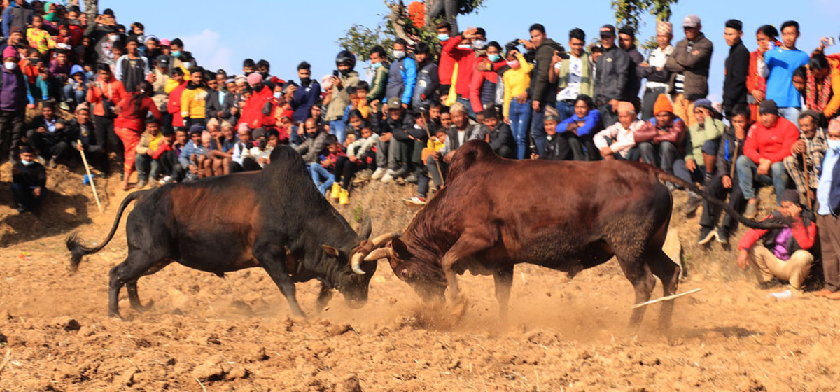 माघे सङ्क्रान्तीको दिन धादिङमा एक सय हल गोरु जुधाईयो