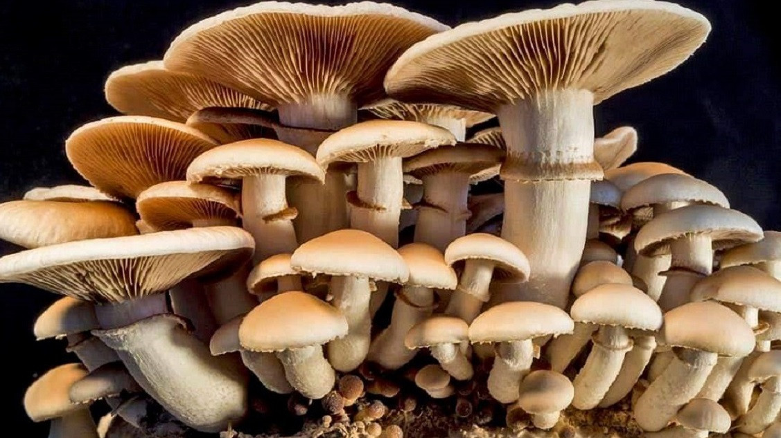 जंगली च्याउको तरकारी खाँदा सिन्धुलीमा ३ परिवारका ६ जना बिरामी