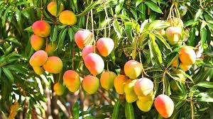 यस वर्ष सिरहामा आँप उत्पादनमा कमी