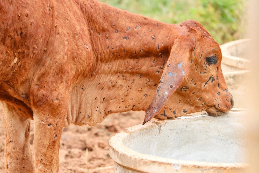 34 cattle infected from lumpy skin disease in Nawalparasi (Bardaghat Susta West)