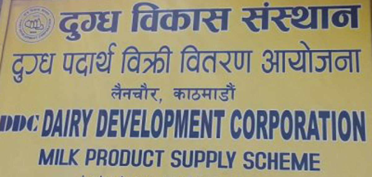 डिडिसीले गत मङ्सिरदेखि सङ्कलन गरेको दूधको भुक्तानी किसानलाई गर्न सकेन’