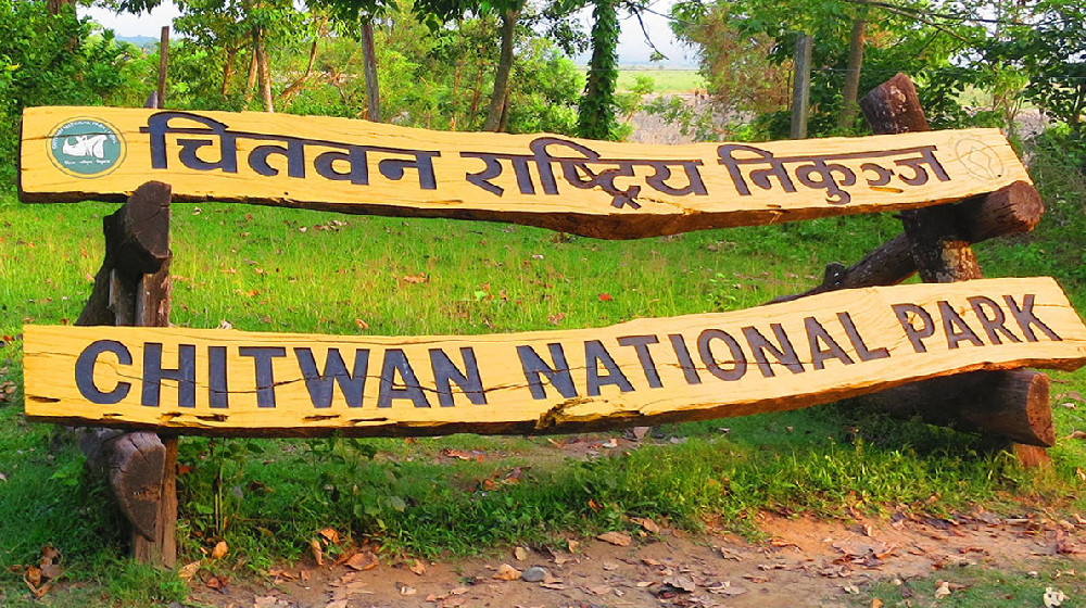 निकुञ्जसम्बन्धी कसुरमा ४४२ जना पक्राउ