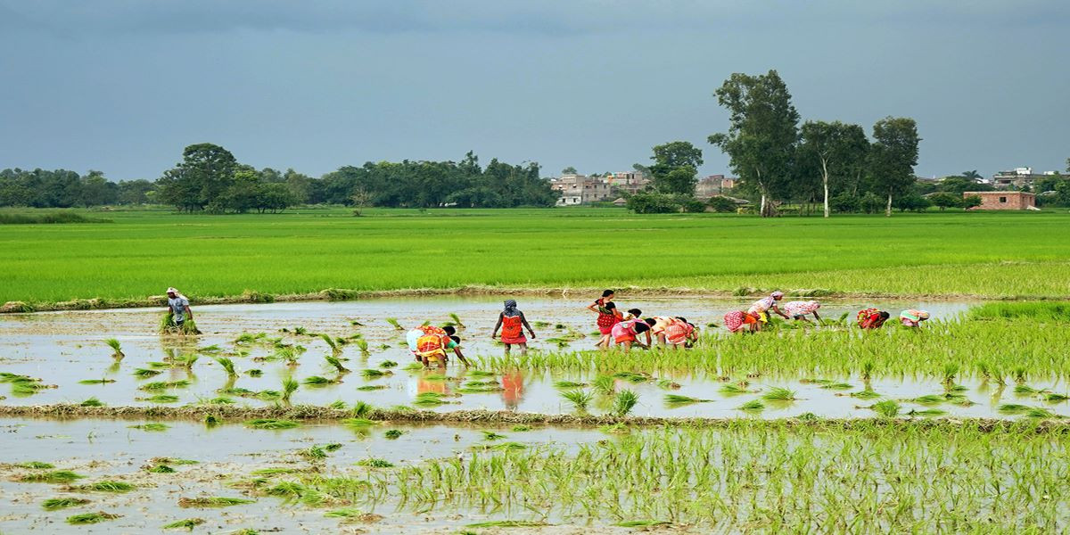देशभर ७८.८४ प्रतिशत भूभागमा धान रोपाइँ