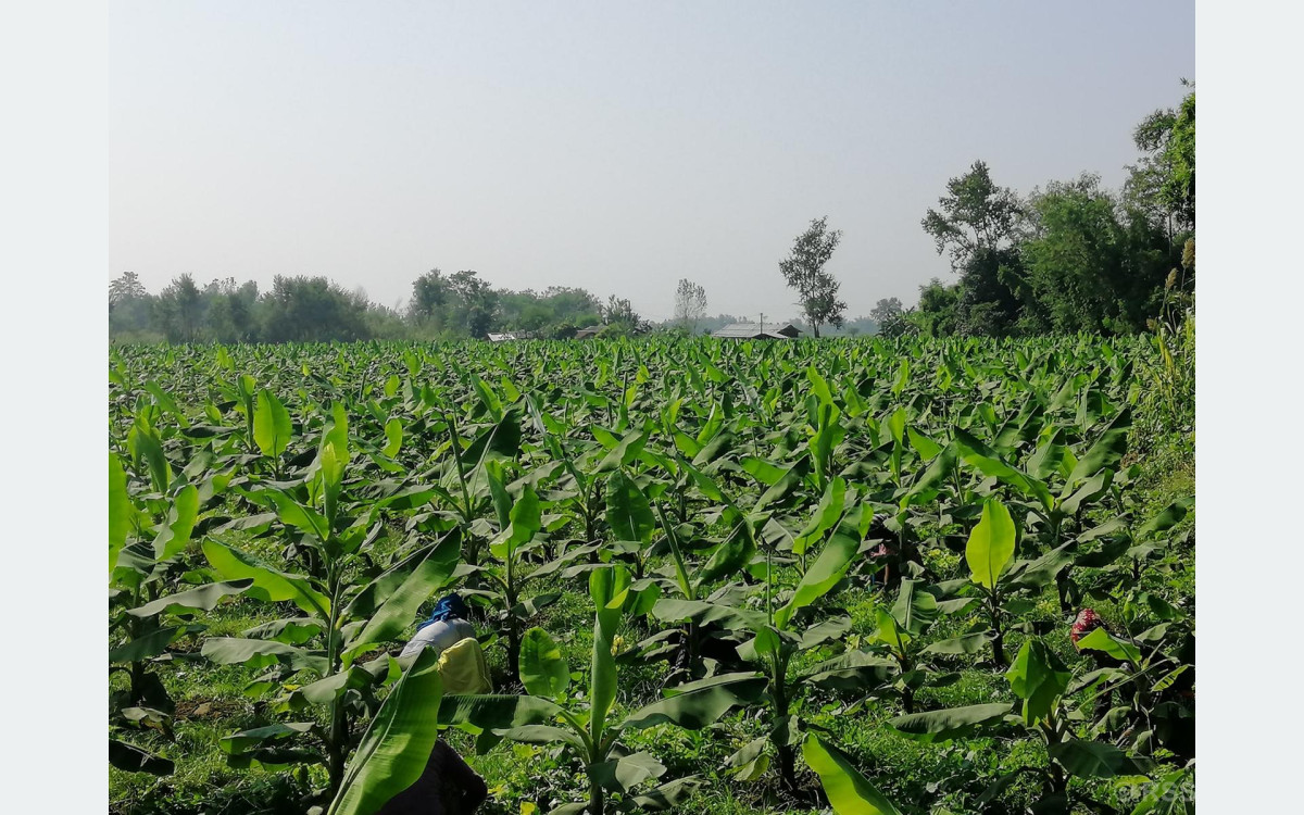 केराखेतीबाट १५ लाख आम्दानी गर्नुभएका टेकेन्द्र भन्नुहुन्छ, ‘स्वदेशमै आत्मनिर्भर बन्न सकिन्छ’