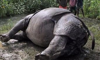 Rhino found dead in Chitwan