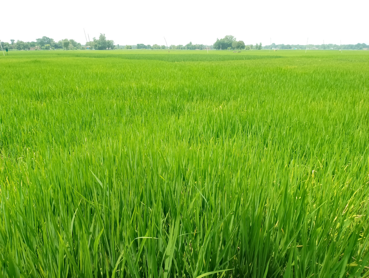पश्चिम नवलपरासीमा पानी परेपछि धानबाली झाँगिदै