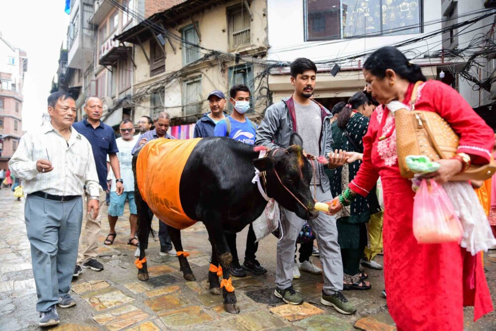 Gaijatra being observed today