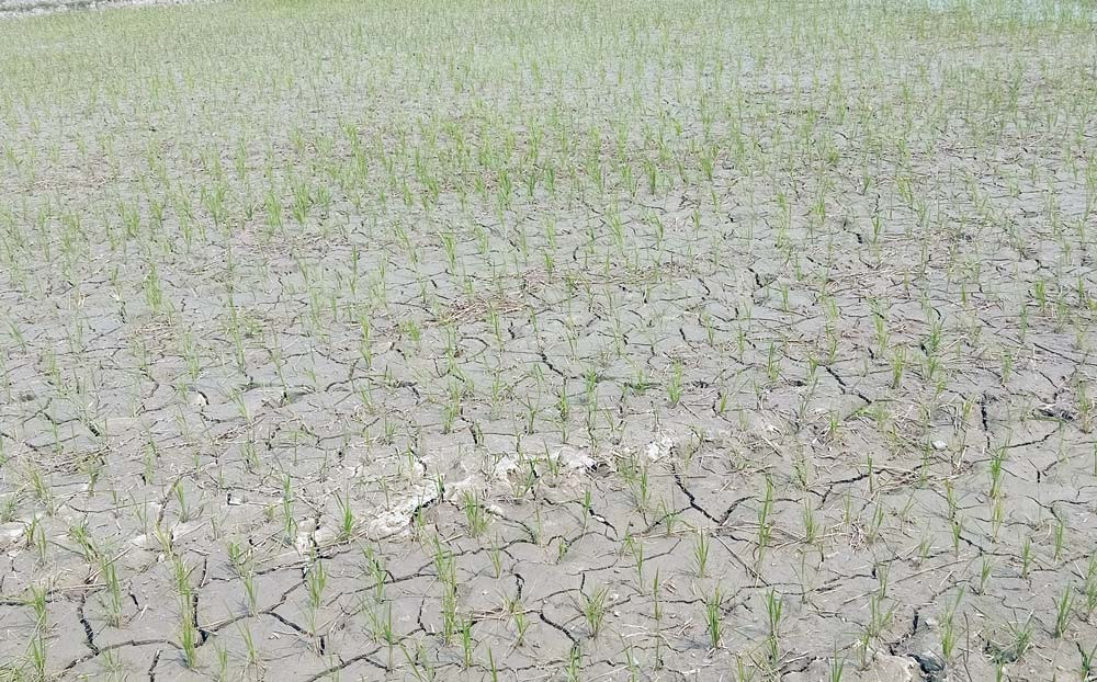 मधेसमा ७७ प्रतिशत धान रोपाइँ, २७ प्रतिशतले उत्पादन घट्ने अनुमान