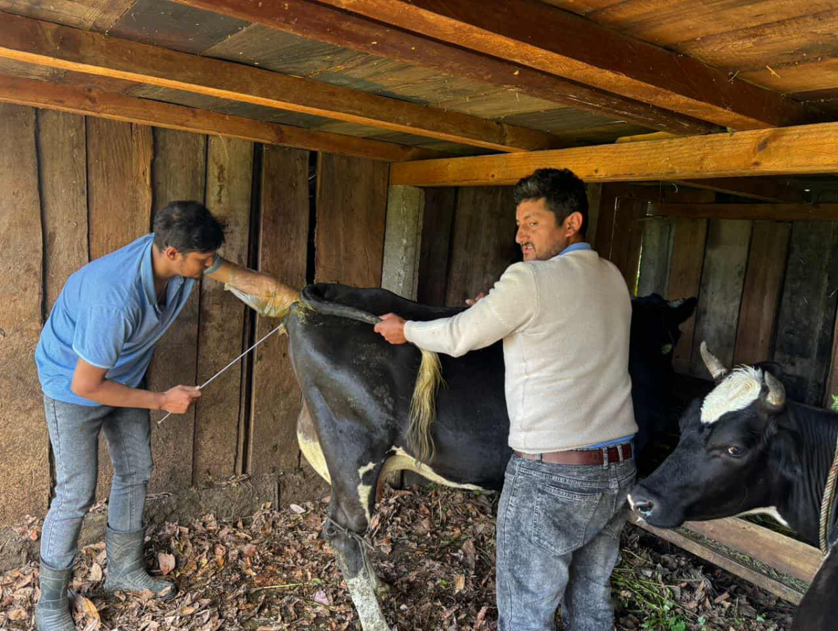 अन्नपूर्णका पशुमा मौसमि कृत्रिम गर्भाधान