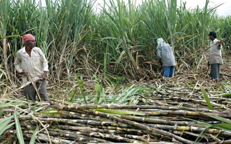 उखु किसानलाई अनुदान निकासा, बिहीबारसम्म किसानको खातामा रकम जाने