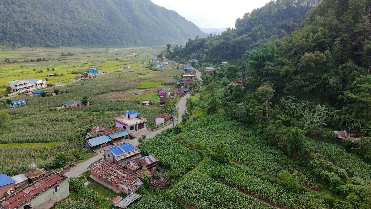 चार हजारभन्दा बढी क्षेत्रफलमा मकै बीउ प्रवर्द्धन कार्यक्रम सञ्चालन