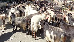 दसैँमा मुस्ताङबाट १५ हजार भेडाच्याङ्ग्रा निकासी हुने
