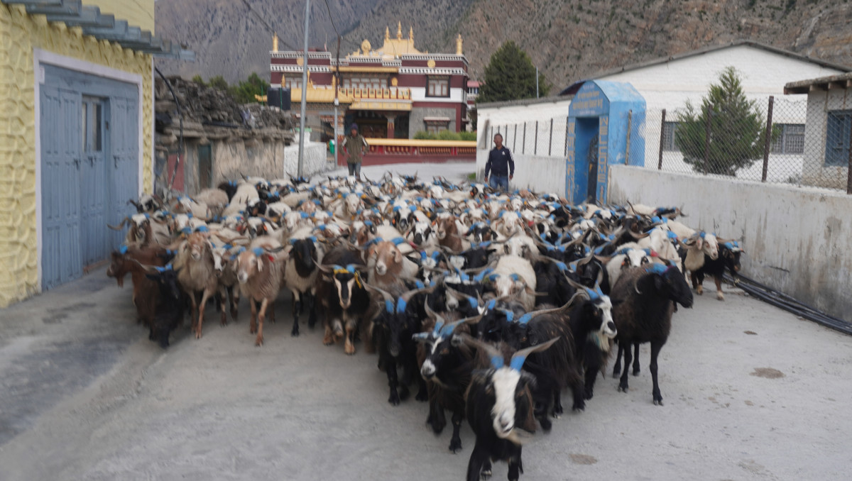 दसैँ नजिकिँदै गर्दा  डोल्पा र जुम्लाका भेडाच्याङ्ग्रा मुस्ताङमा