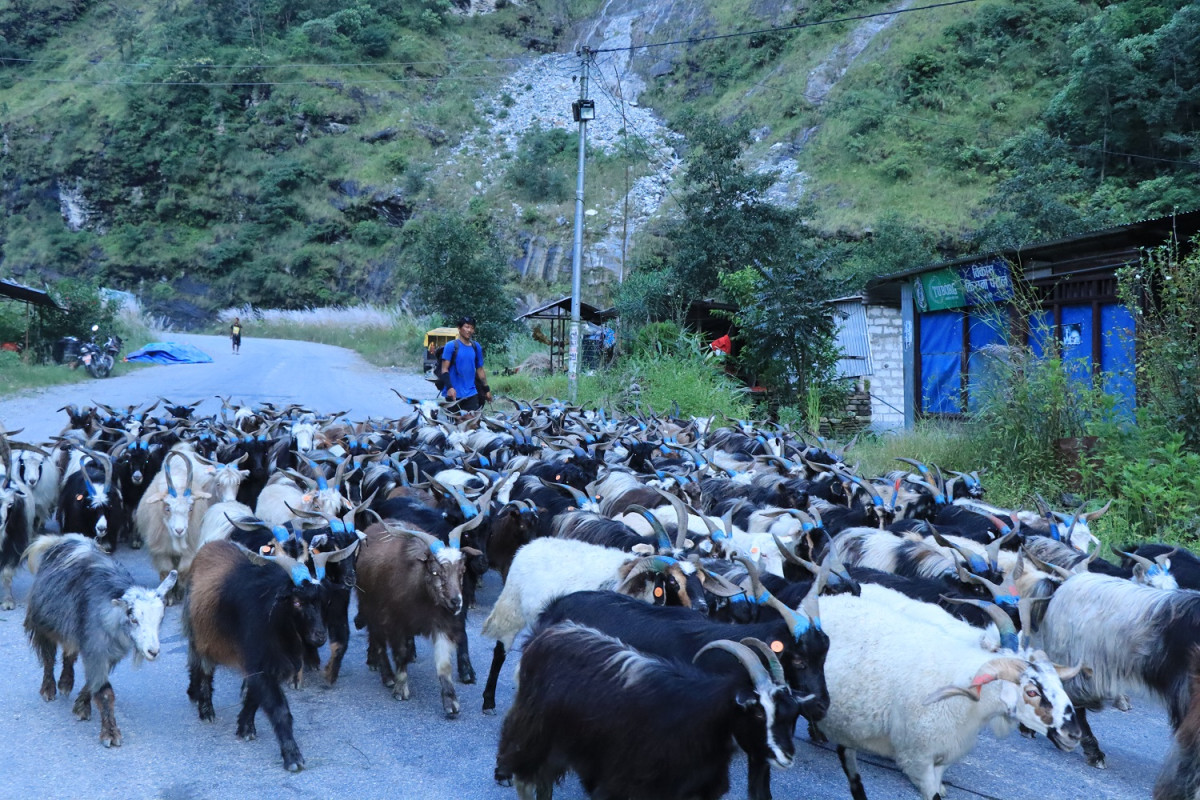 लेकाली  भेडाच्याङ्ग्राको बथान लिएर किसानहरू  बजार झरे