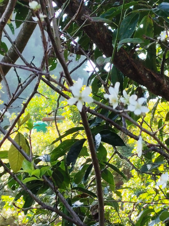 फागुन/चैतमा फुल्ने  ‘पलम’ असोजमै फुल्यो