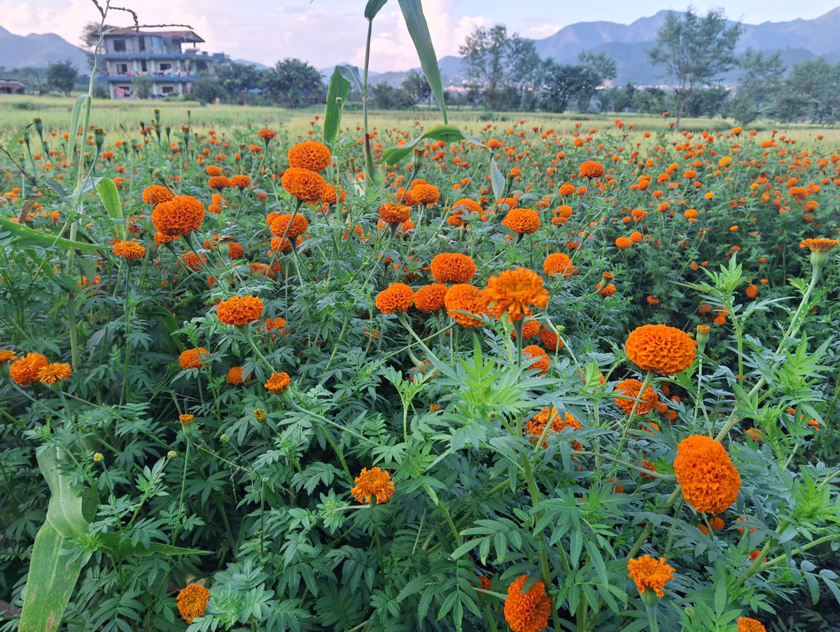 पुष्प व्यवसायमा  आठ अर्ब ८३ करोड लगानी, ५३ हजारलाई रोजगारी