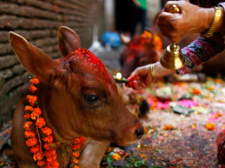कार्तिक शुक्ल प्रतिपदाः गोरु, गोवर्द्धन र हलि पूजा गरिँदै