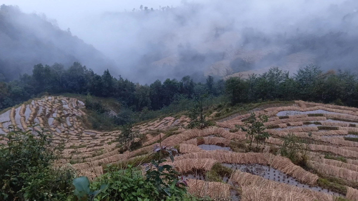 बर्सातले खेतमै सड्न थाल्यो धान