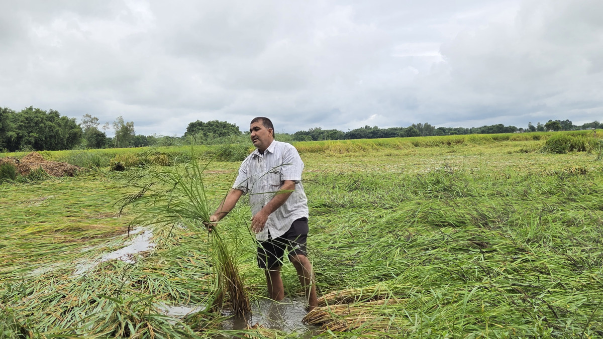 बेमौसमी वर्षाले सुनसरीमा दुई अर्ब बढीको कृषिउपज नष्ट