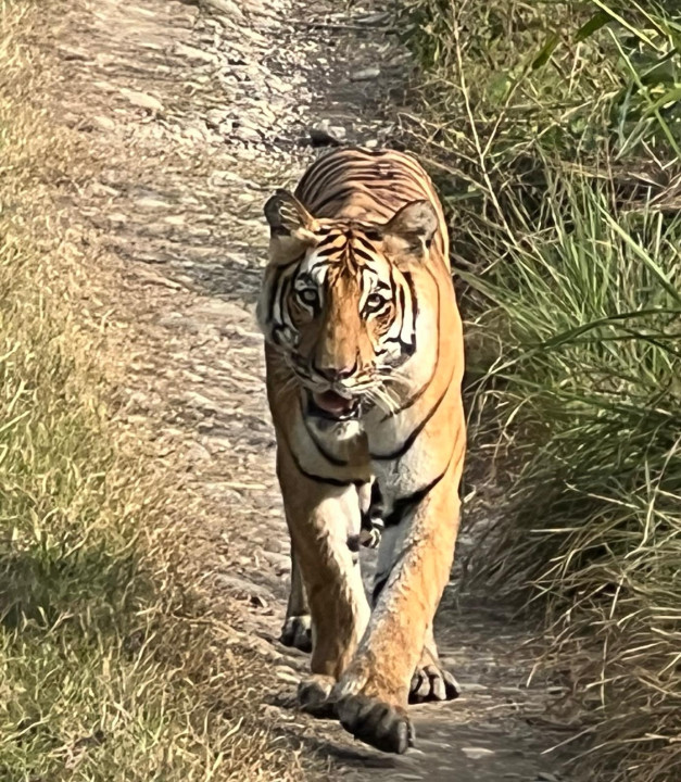बाक्लो सङ्ख्यामा देखिन थाले निकुञ्जमा बाघ