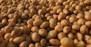 गतआवमा भोजपुरमा ५१ हजार मेट्रिक टन आलु उत्पादन