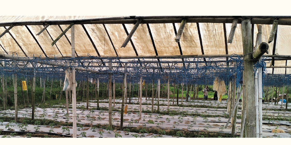 Freed kamaiyas using mulching technology to boost vegetable production