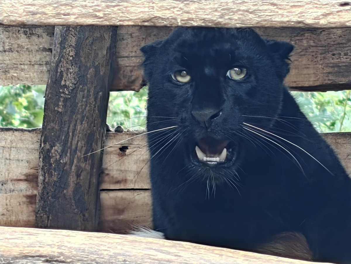 सदर चिडियाखानामा कालो रङको चितुवा