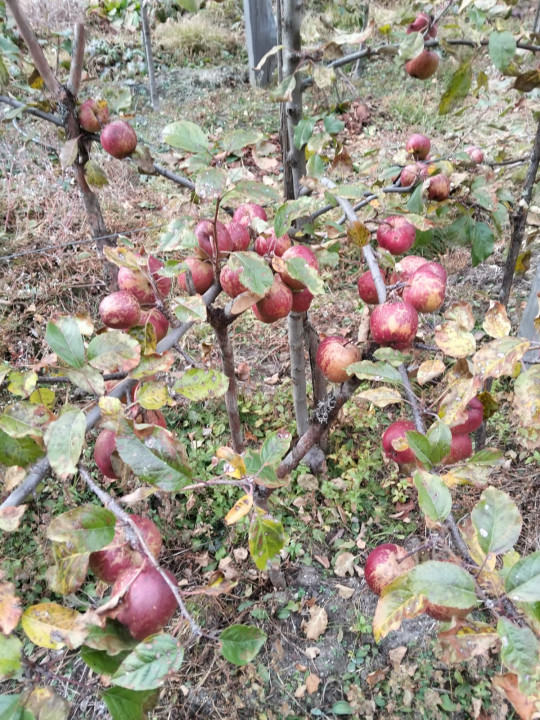 घुन्सा र फलेटारमा स्याउ फल्यो : व्यावसायिक खेतीको नयाँ सम्भावना उजागार