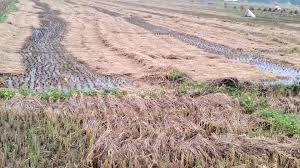 तनहुँमा एक करोड बराबरको धानबालीमा क्षति