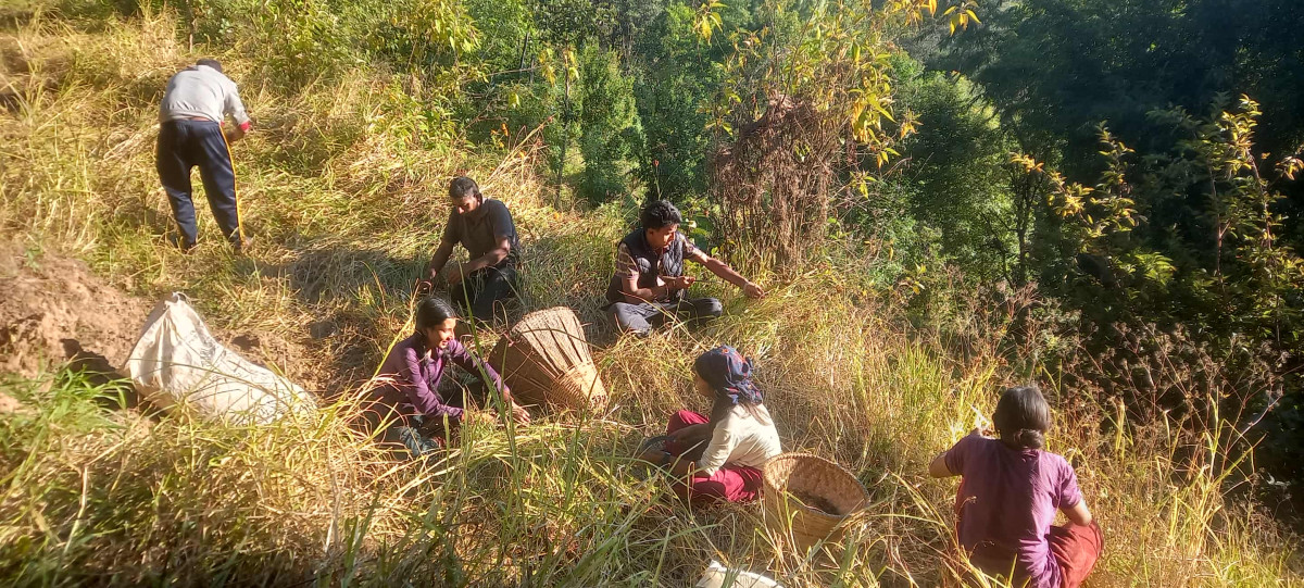 भोजपुरका किसान कोदो थन्क्याउन व्यस्त