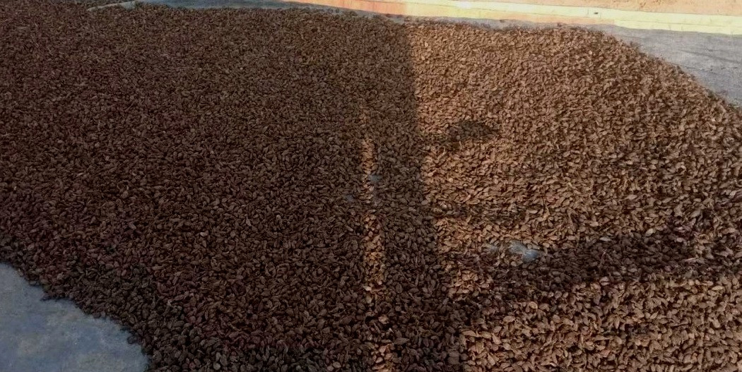 अलैँचीको मूल्य बढ्दा  भोजपुरका किसान उत्साहित