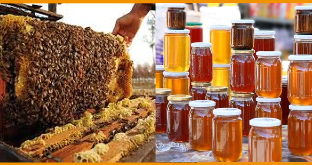 वार्षिक चार हजार १९२ टन मह उत्पादन : अध्ययन प्रतिवेदन