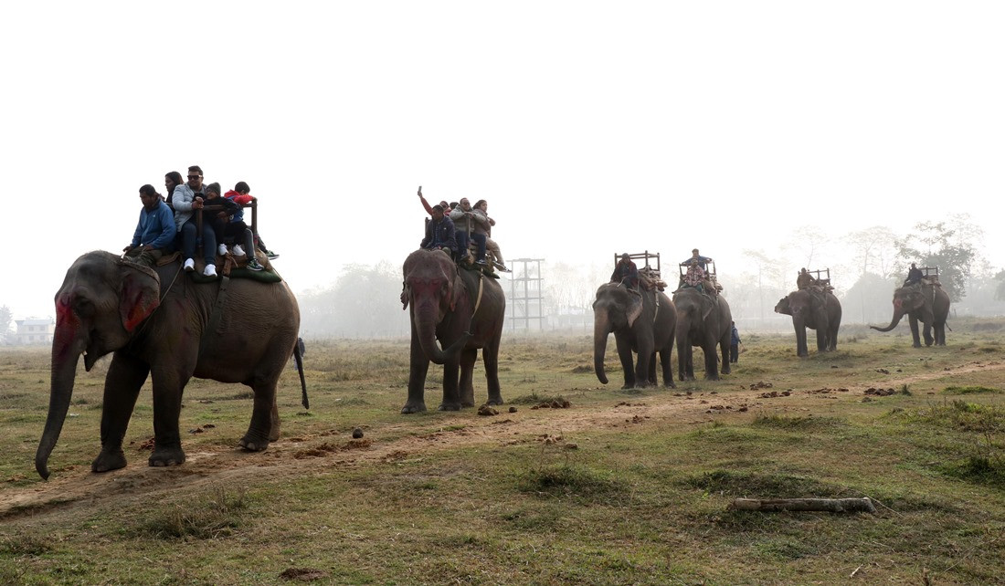 जंगल सफारी