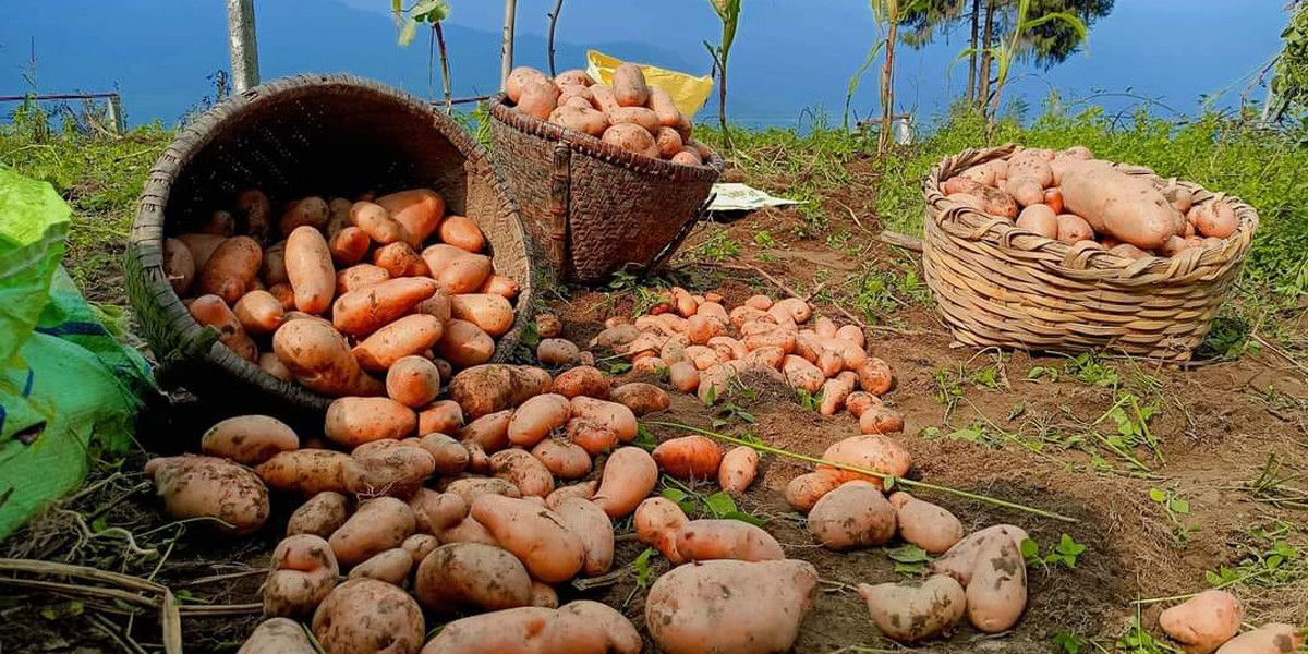 भोजपुरमा हिउँदे आलु थन्काउन किसान व्यस्त