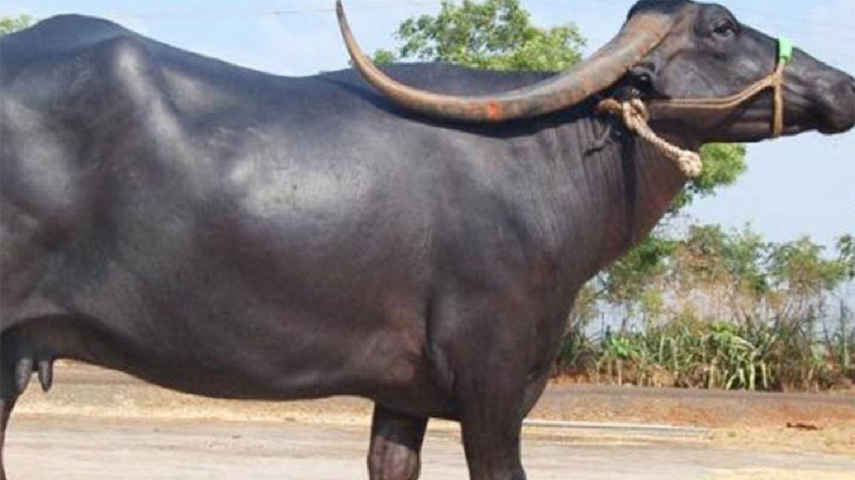 नौविसेमा भैँसीले हान्दा एक जनाको मृत्यु
