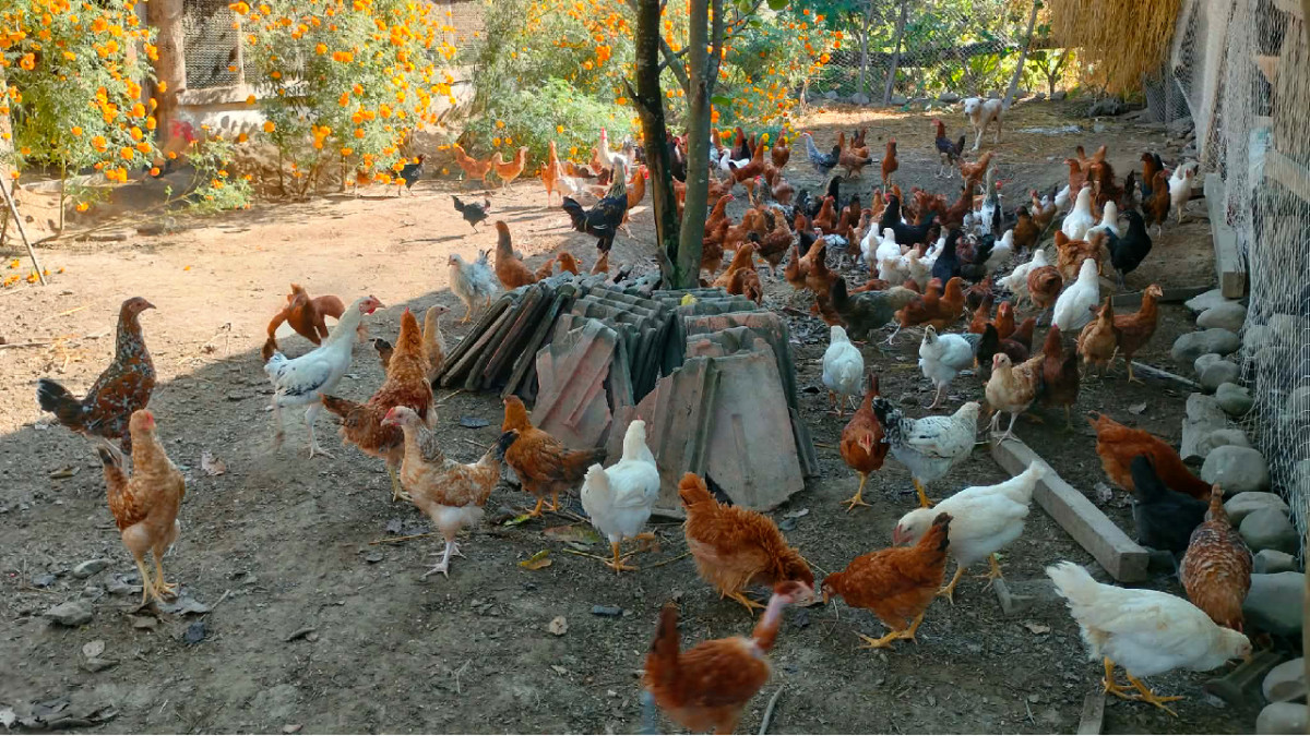 कुखुरामा ‘फाउल पोक्स’ को सङ्क्रमण