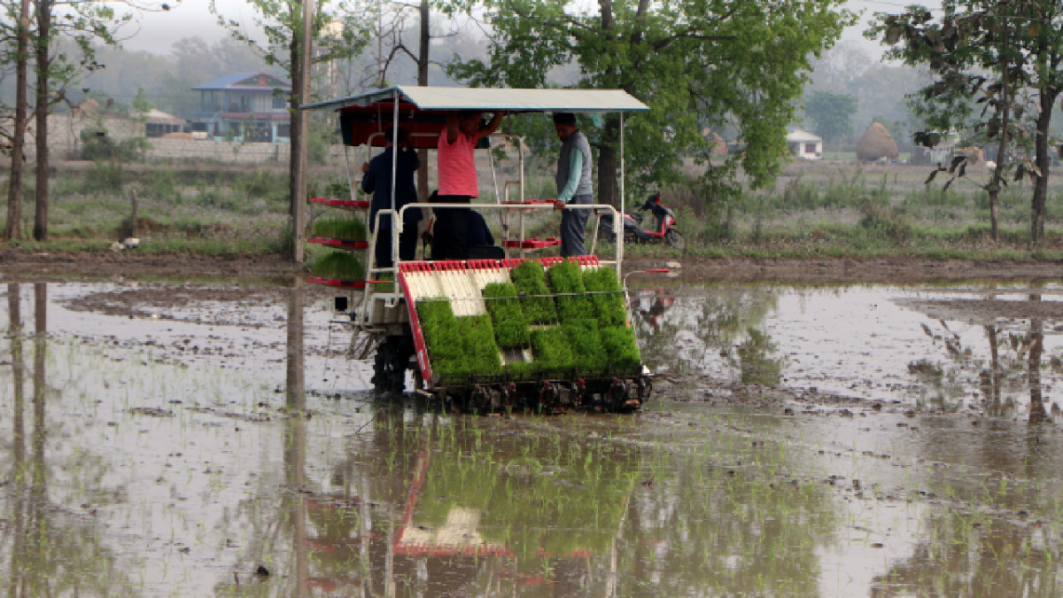 मेसिनबाट धान रोपाइँमा किसानको आकर्षण