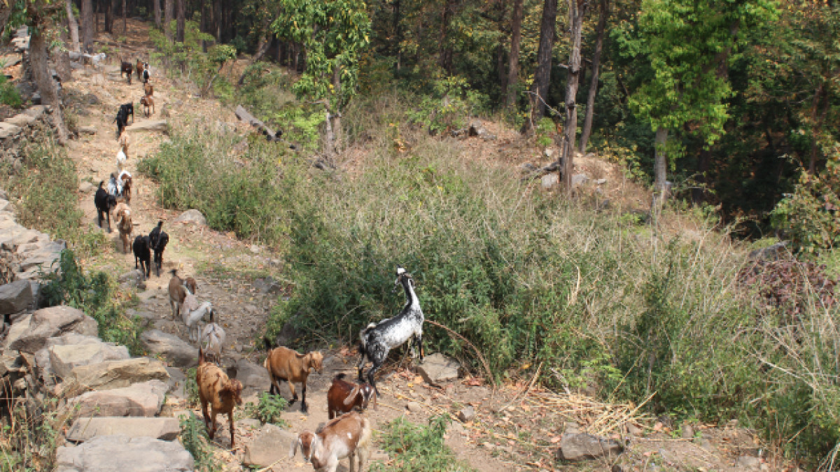 शुक्लाफाँटाका किसान भन्छन्- बाख्रापालन मात्रै भरपर्दो आम्दानीको स्रोत हो