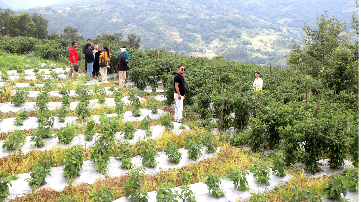 Grants under agricultural modernisation programme boost commercial farming in Bhojpur
