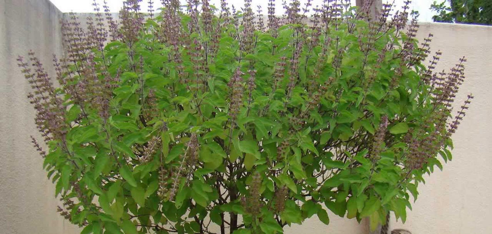 आज हरिशयनी एकादशी, घरघरमा तुलसीको बिरुवा सारिँदै