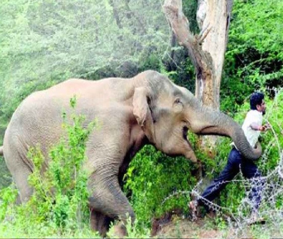 कोशीमा दुई दशकमा हात्तीको आक्रमणबाट ९७ जनाको मृत्यु