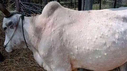 २९ जिल्लाका साढे २७ हजार गाइभैँसीमा लम्पी स्किन रोगको संक्रमण