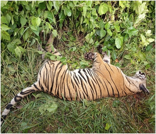 पर्सामा पाटे बाघ मृत भेटियो